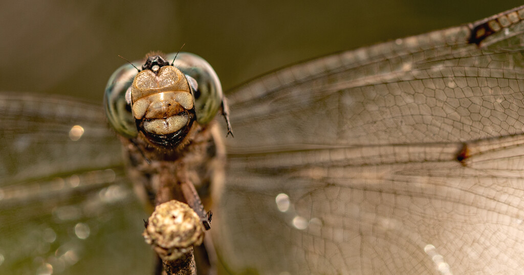 Dragonfly Face Up Close! by rickster549