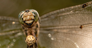 14th Sep 2022 - Dragonfly Face Up Close!
