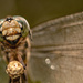 Dragonfly Face Up Close! by rickster549