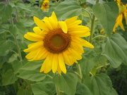 14th Sep 2022 - Sunflower