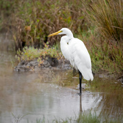 14th Sep 2022 - Great Egret