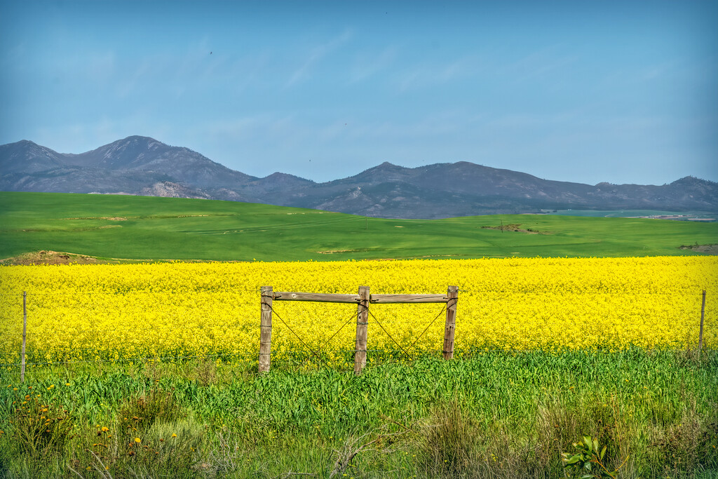 Weeds, Canola and wheat by ludwigsdiana