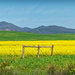 Weeds, Canola and wheat by ludwigsdiana