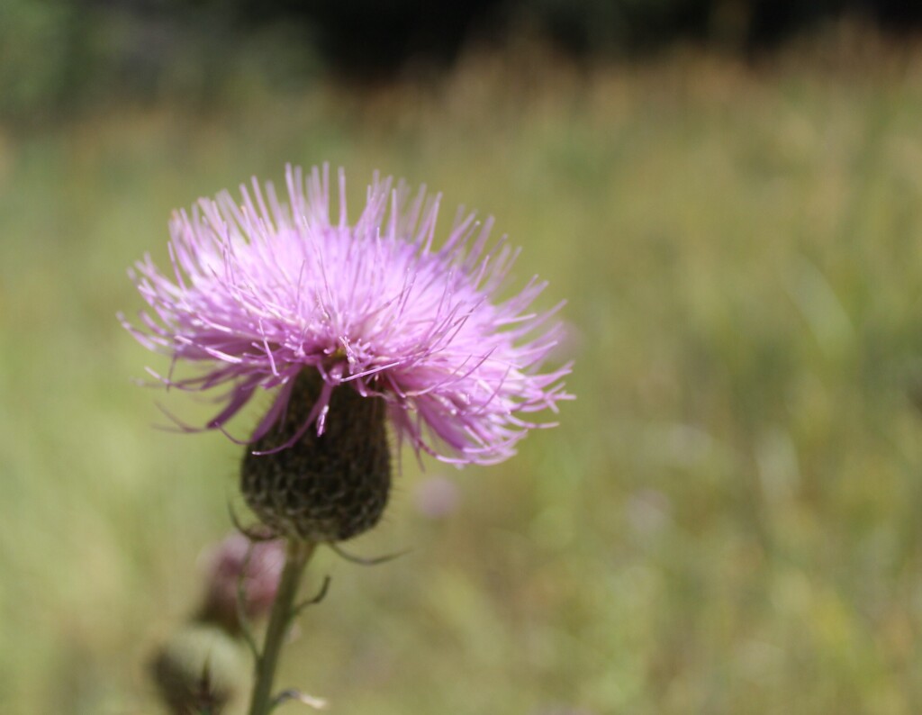 Thistle by mcsiegle