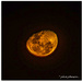 Golden Moon  by julzmaioro