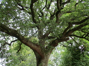 15th Sep 2022 - An Oak tree.