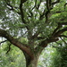 An Oak tree. by grace55