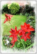 15th Sep 2022 - My beautiful lilies .