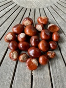 15th Sep 2022 - Conkers