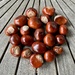 Conkers by pamknowler