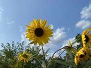 15th Sep 2022 - Sunflower