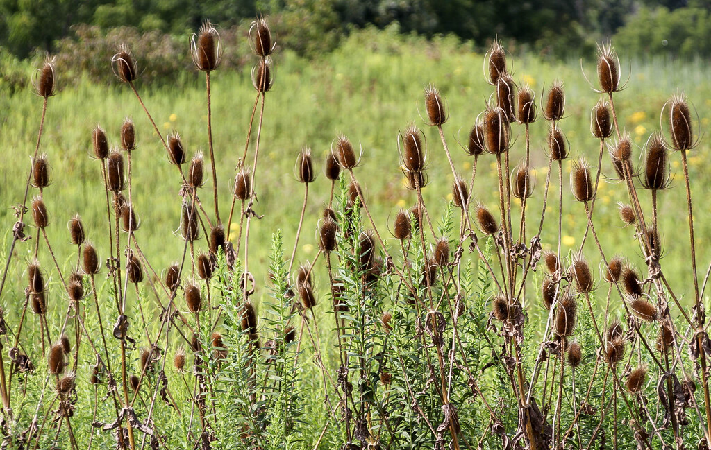 A whole family of teasels by mittens