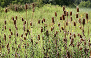 15th Sep 2022 - A whole family of teasels