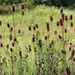 A whole family of teasels by mittens