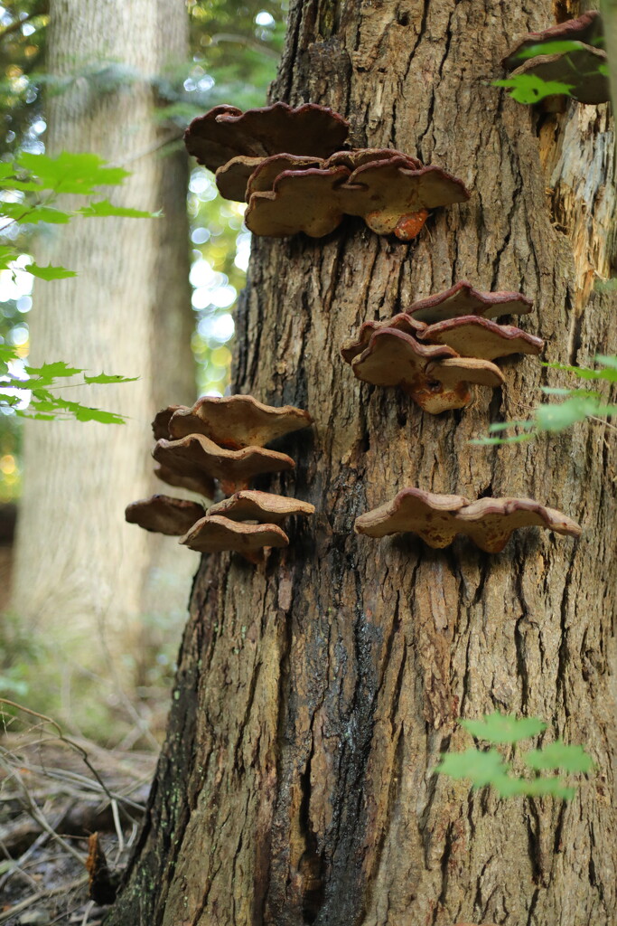 Mushrooms on tree by pamalama