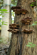 14th Sep 2022 - Mushrooms on tree