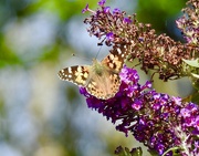 15th Sep 2022 - Painted Lady on Buddleia