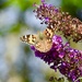 Painted Lady on Buddleia by susiemc