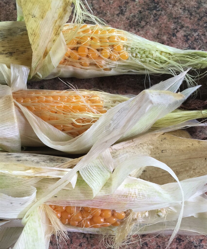 Home grown sweetcorn by 365anne