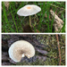 Fungi love by thedarkroom