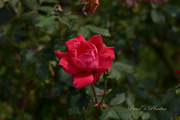 12th Sep 2022 - Knock Out Rose