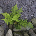 Small fern by kametty