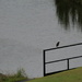 Sept 10 Green Heron On Bridge IMG_7326A by georgegailmcdowellcom