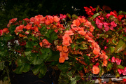 14th Sep 2022 - Begonia With Flash