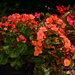 Begonia With Flash by pej76