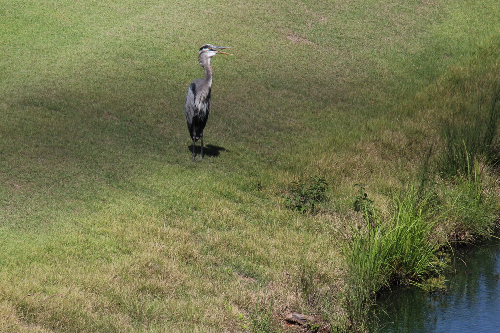 Sept 14 Blue Heron after eating IMG_7343A by georgegailmcdowellcom