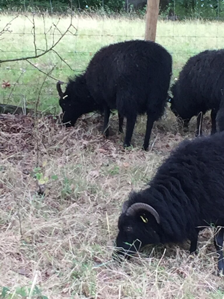 Hebridean sheep conservation grazing at Croft Castle by snowy