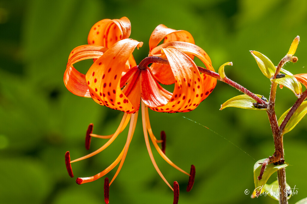 Tiger lily by elisasaeter