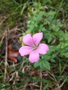 15th Sep 2022 - French crane-bill (Geranium)