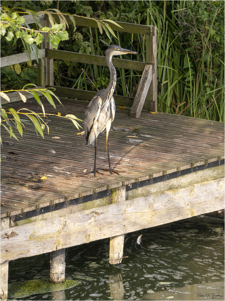 Heron by pcoulson