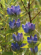 15th Sep 2022 - closed bottle gentian