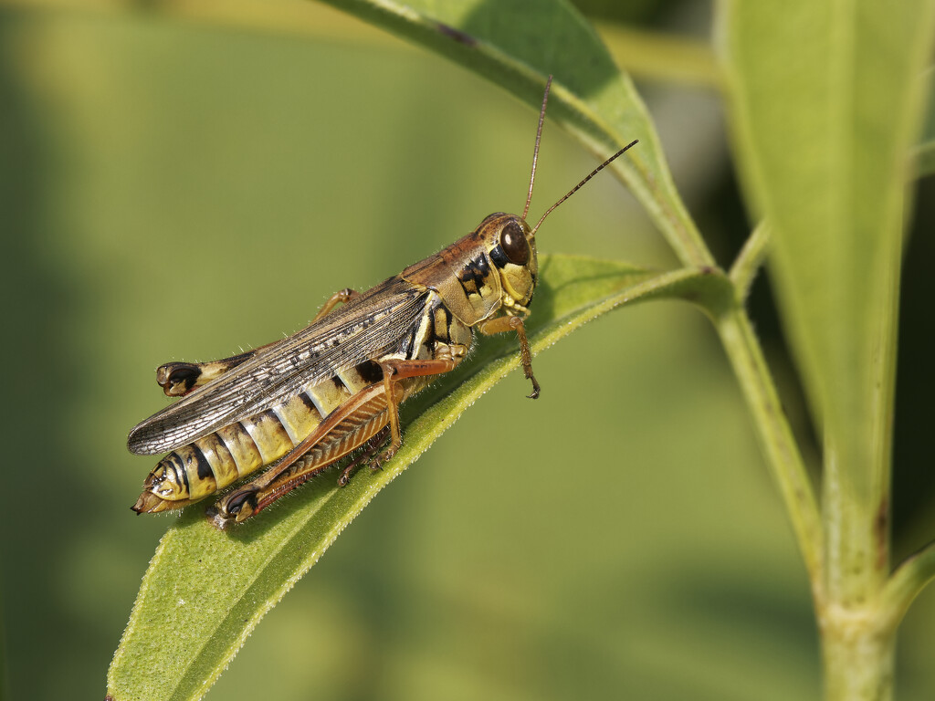 red-legged grasshopper by rminer