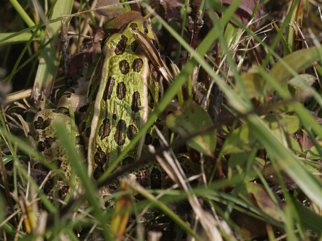 Can you spot the northern leopard frog? by rminer