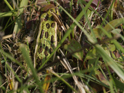 15th Sep 2022 - Can you spot the northern leopard frog?