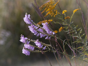 15th Sep 2022 - obedient plant