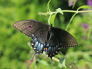 10th Aug 2022 - Eastern Tiger Swallowtail [Filler]