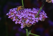 15th Sep 2022 - Verbena with bee