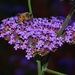 Verbena with bee by sandlily