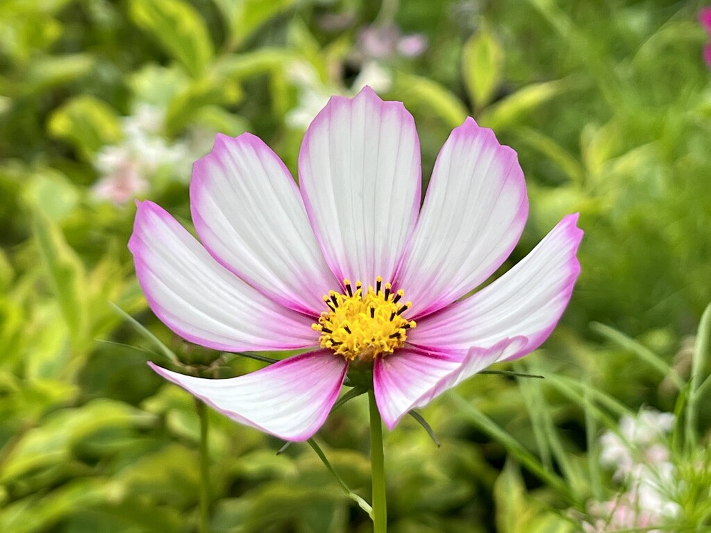 Cosmos by amyk