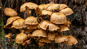 15th Sep 2022 - Mushrooms on the Stump!