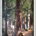 Rancho Redwoods