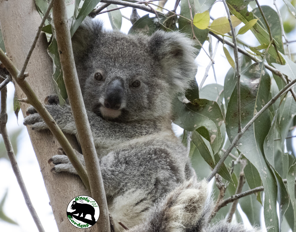 koala Hope by koalagardens