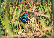 16th Sep 2022 - Hiding in the reeds