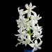 Hyacinth by maggiemae