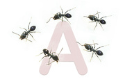 16th Sep 2022 - Selection A is for Ant