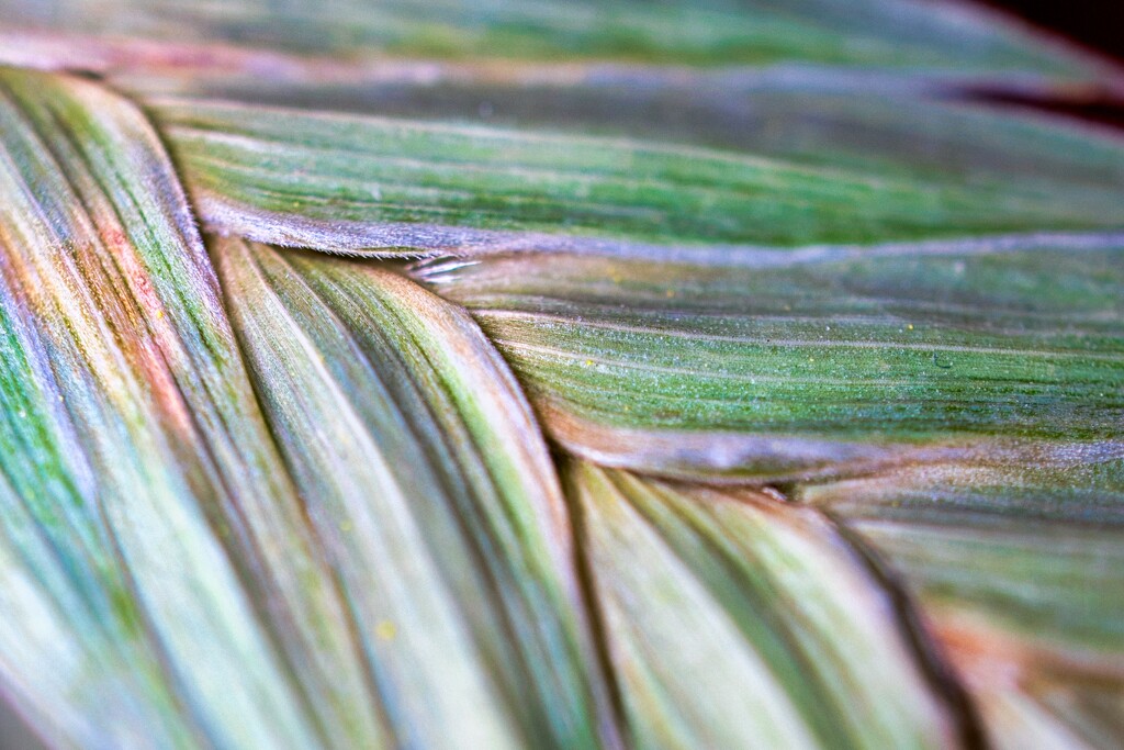 Northern sea oats by okvalle